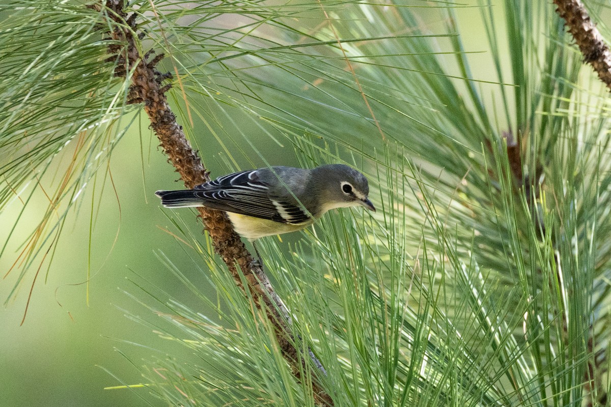 Plumbeous Vireo - ML623934623