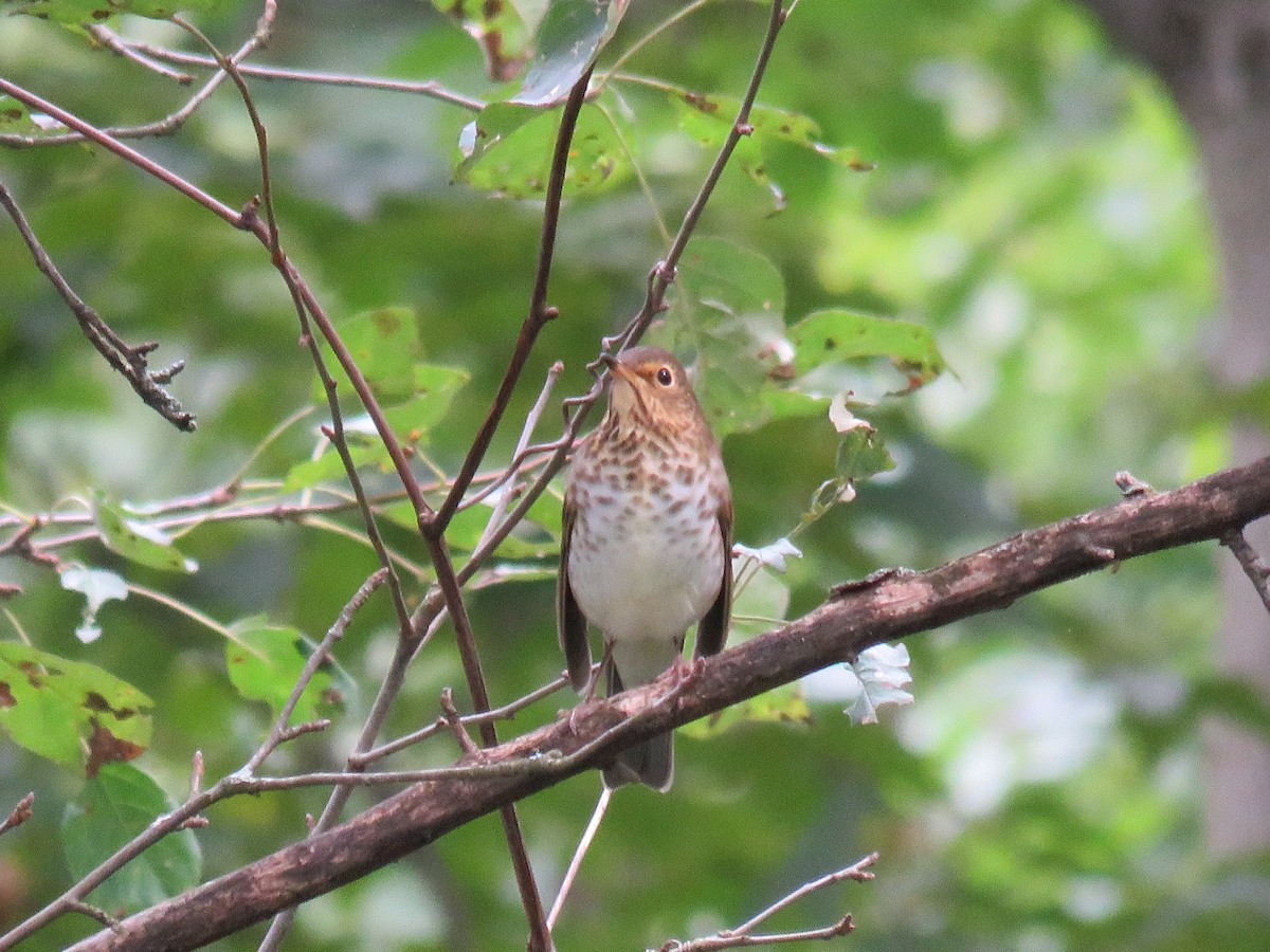 Swainson's Thrush - Duncan Woolston