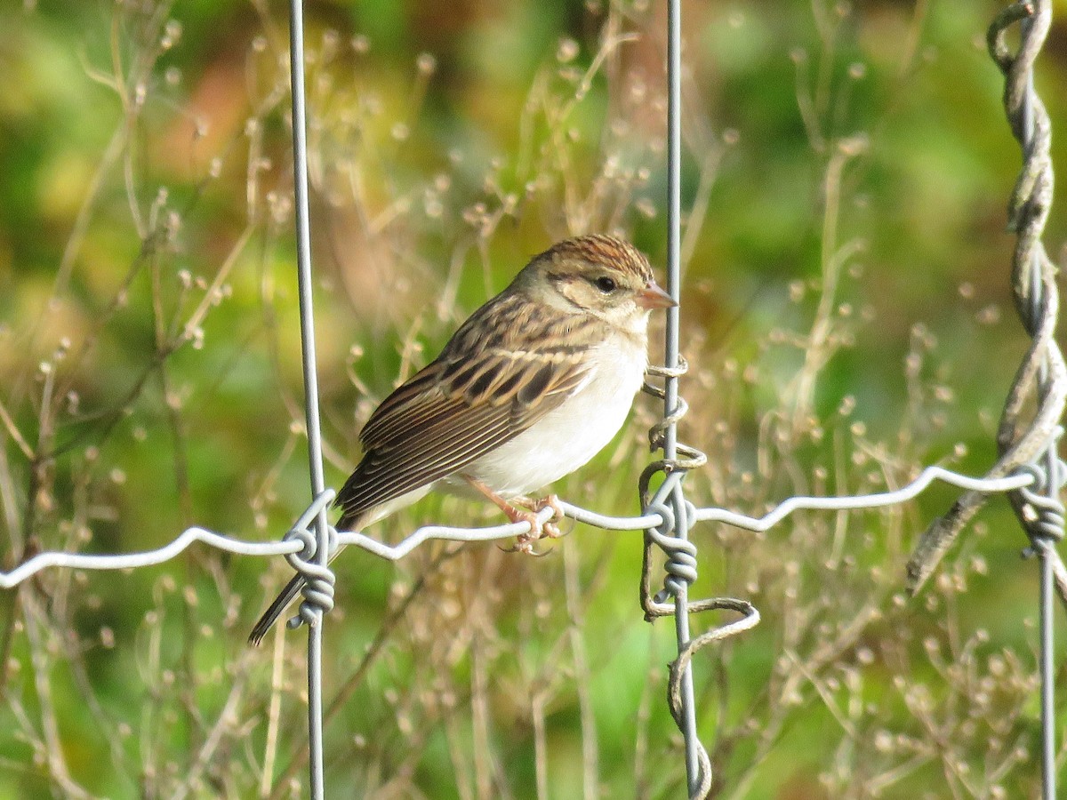 Chipping Sparrow - Duncan Woolston