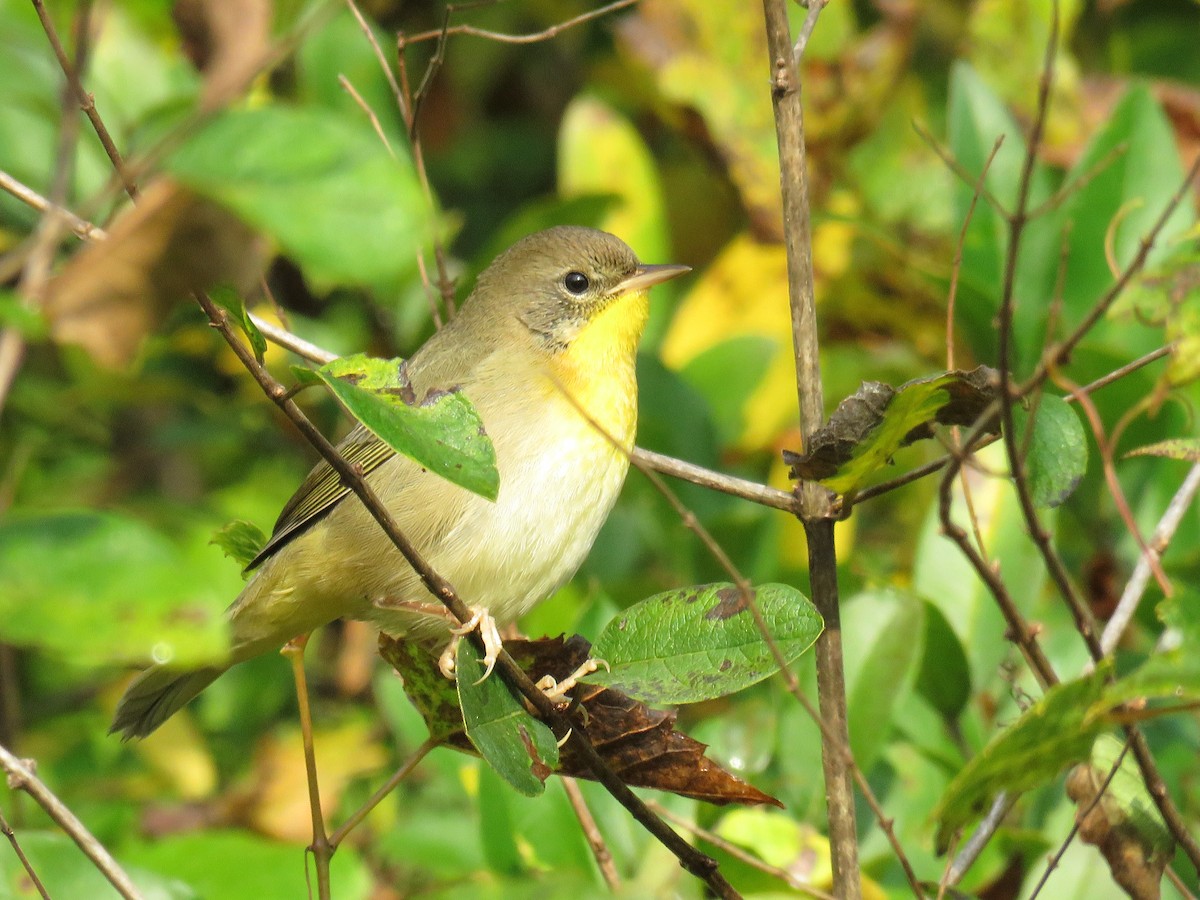 Common Yellowthroat - Duncan Woolston