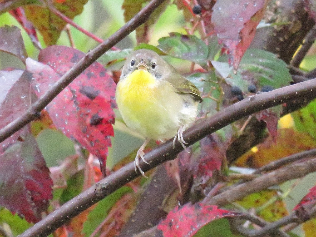 Common Yellowthroat - ML623934641