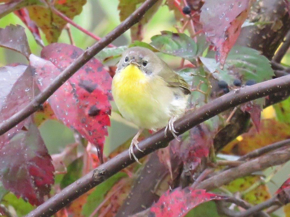 Common Yellowthroat - ML623934642