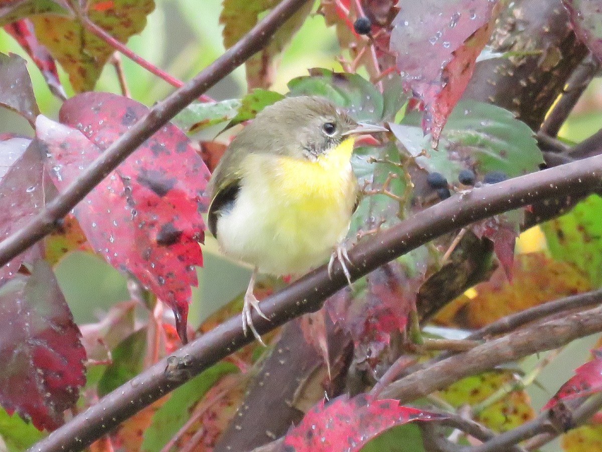 Common Yellowthroat - ML623934651