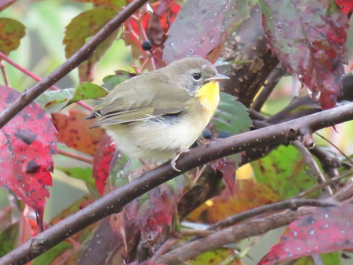 Common Yellowthroat - ML623934652