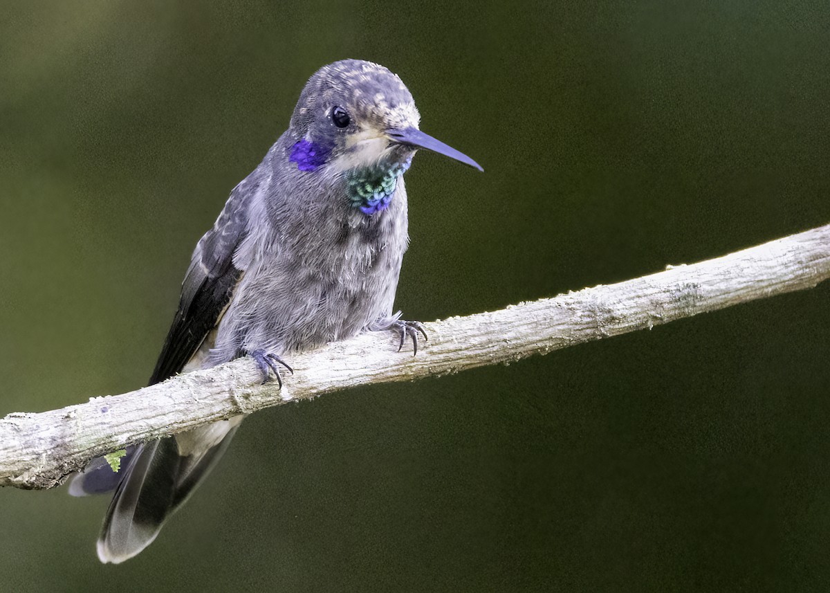 Brown Violetear - ML623934658