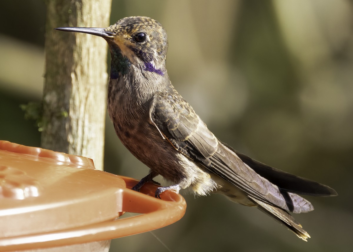 Brown Violetear - Luc Tremblay