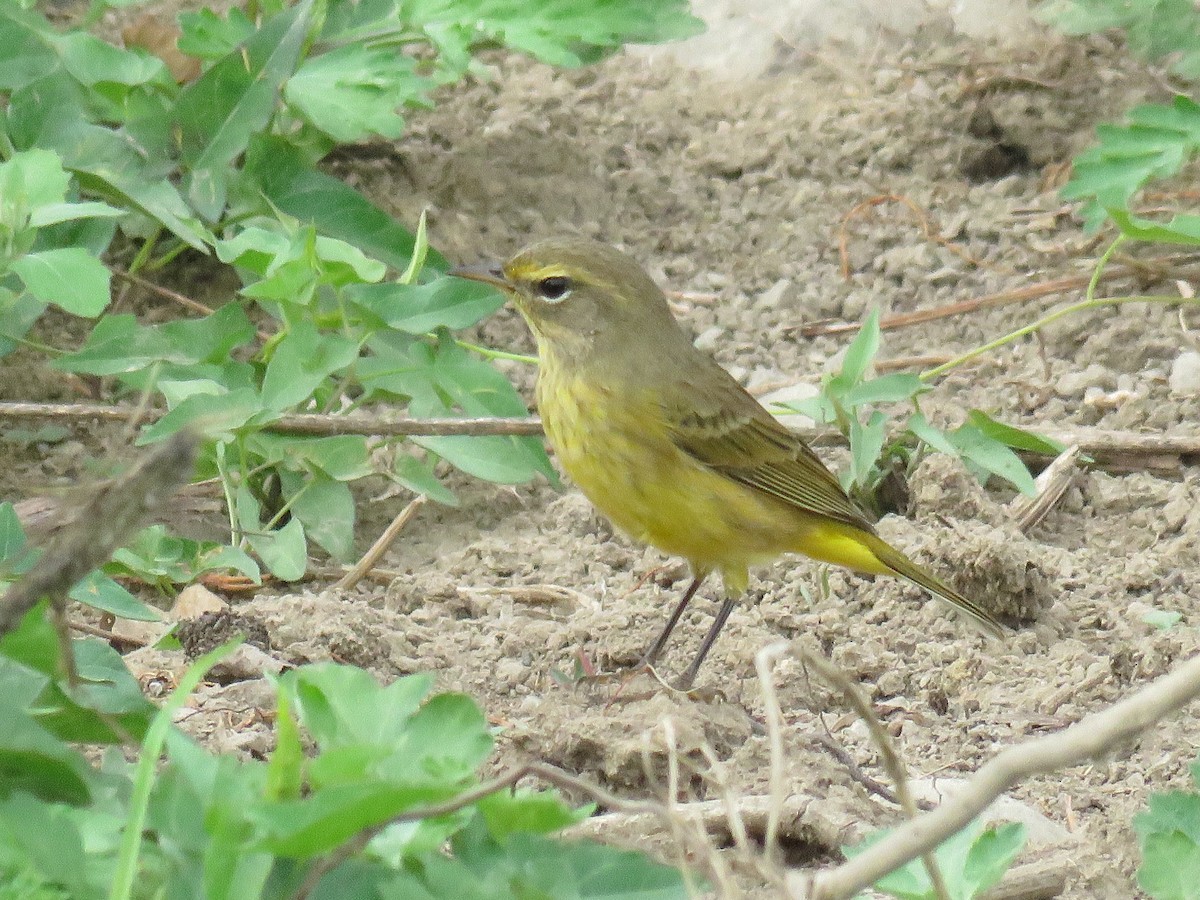 Palm Warbler - ML623934665