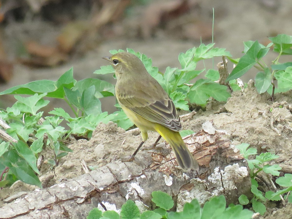 Palm Warbler - ML623934667