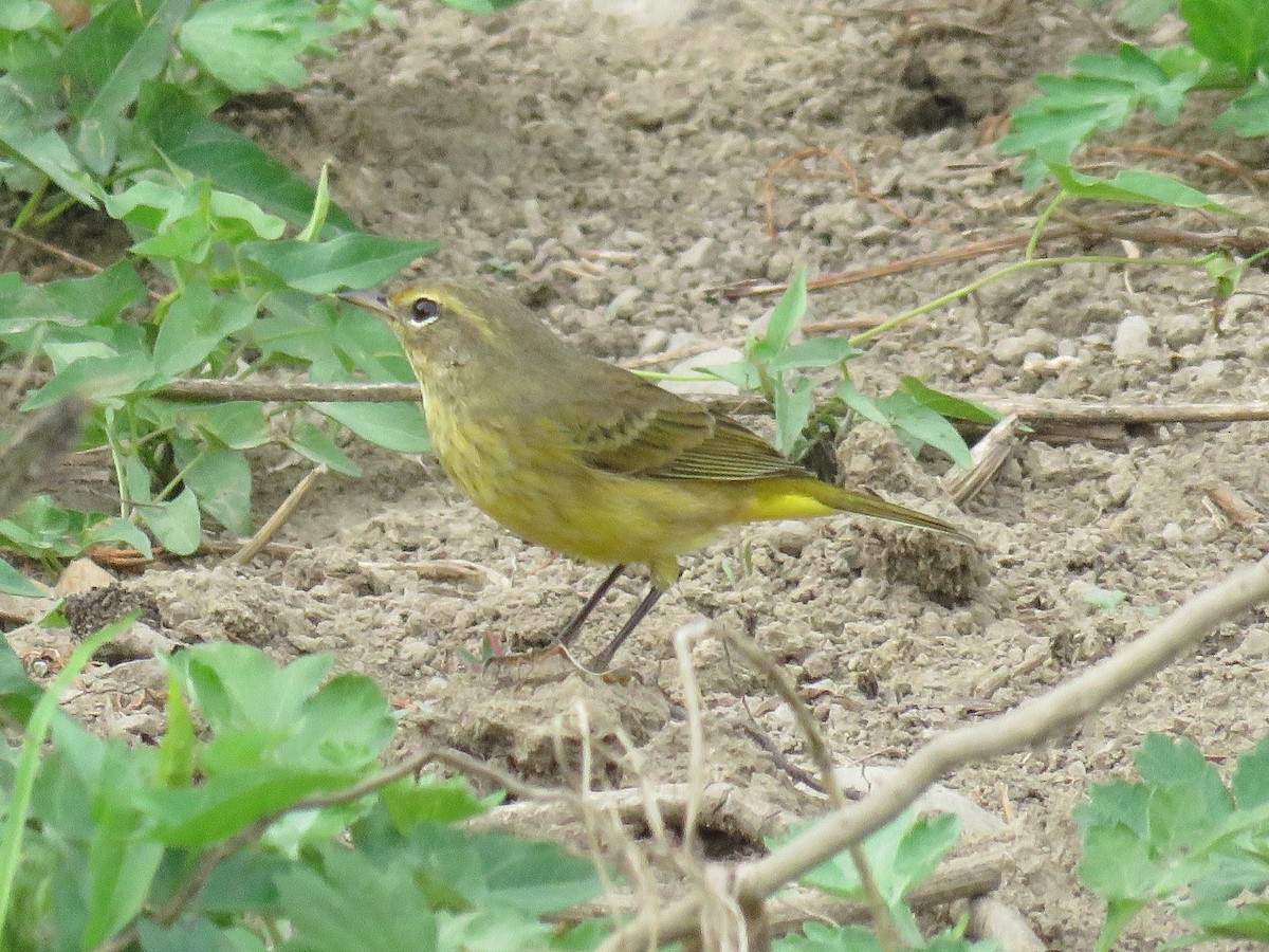 Palm Warbler - ML623934668