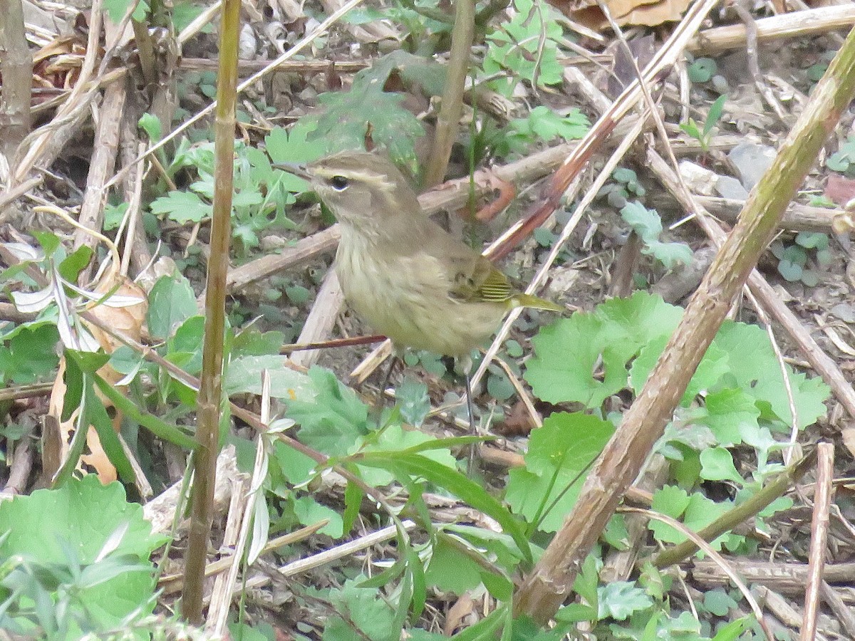 Paruline à couronne rousse - ML623934679