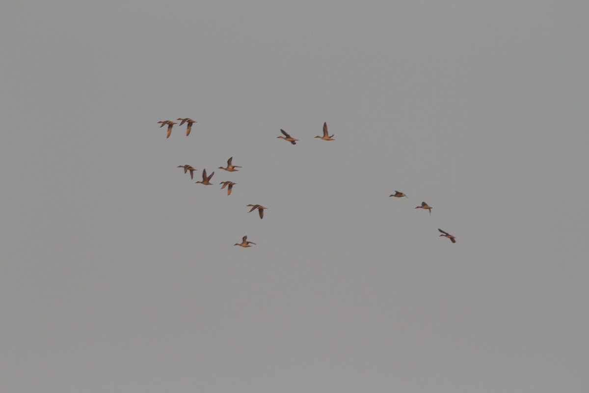 Northern Pintail - ML623934683