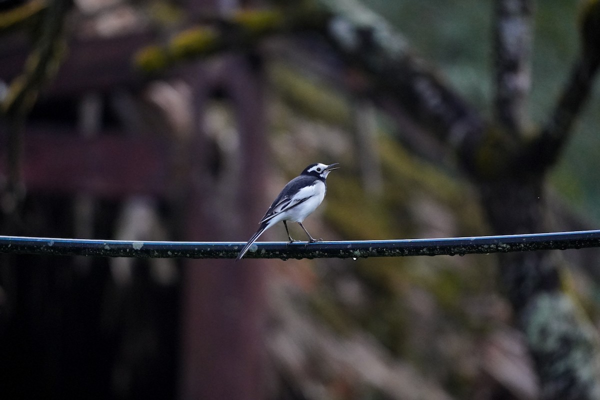 White Wagtail (Hodgson's) - ML623934715