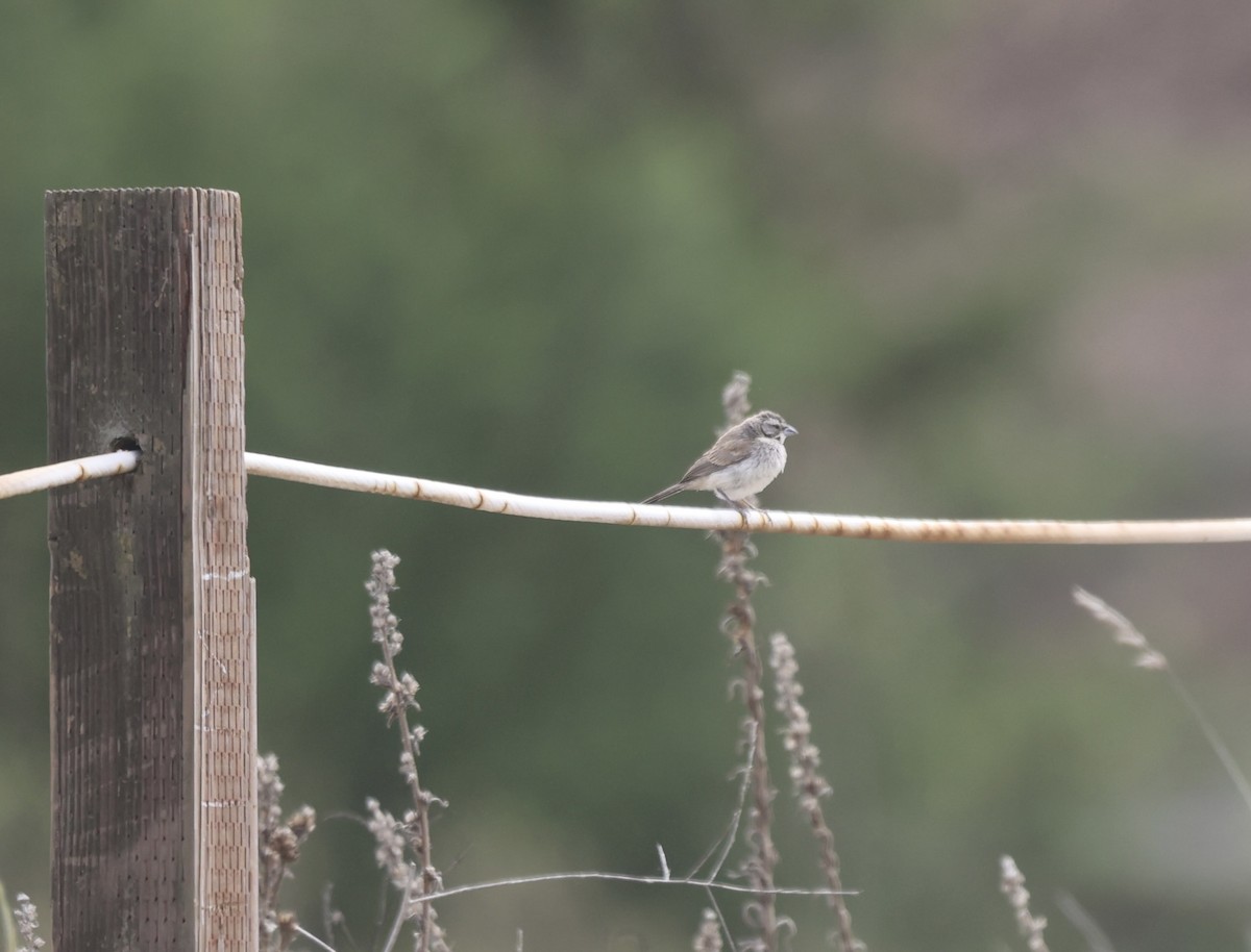 Black-throated Sparrow - ML623934724