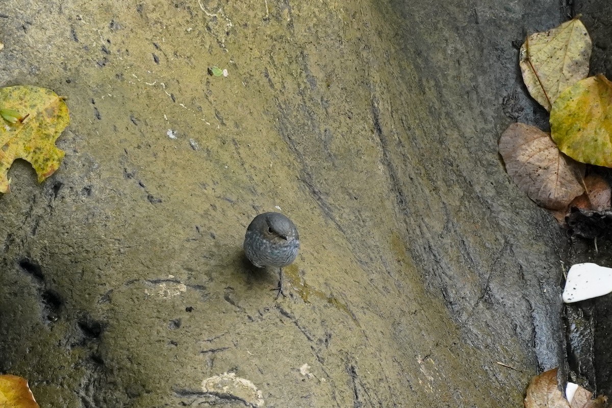 Plumbeous Redstart - Shih-Chun Huang