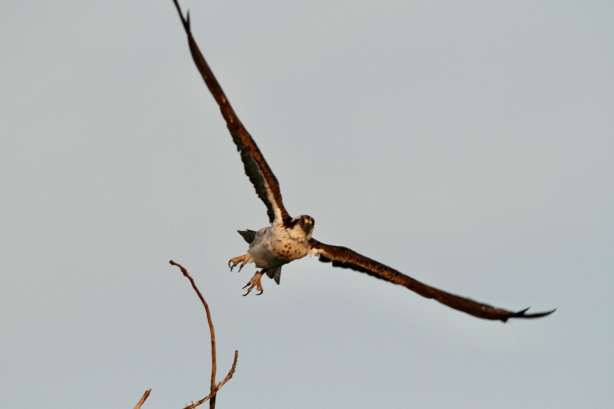 Osprey - Martin Cuntz