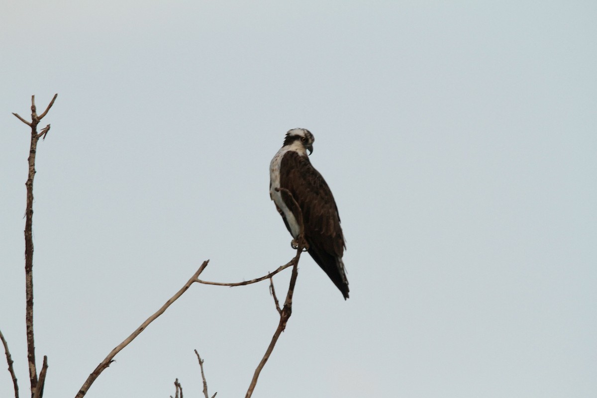 Osprey - ML623934734