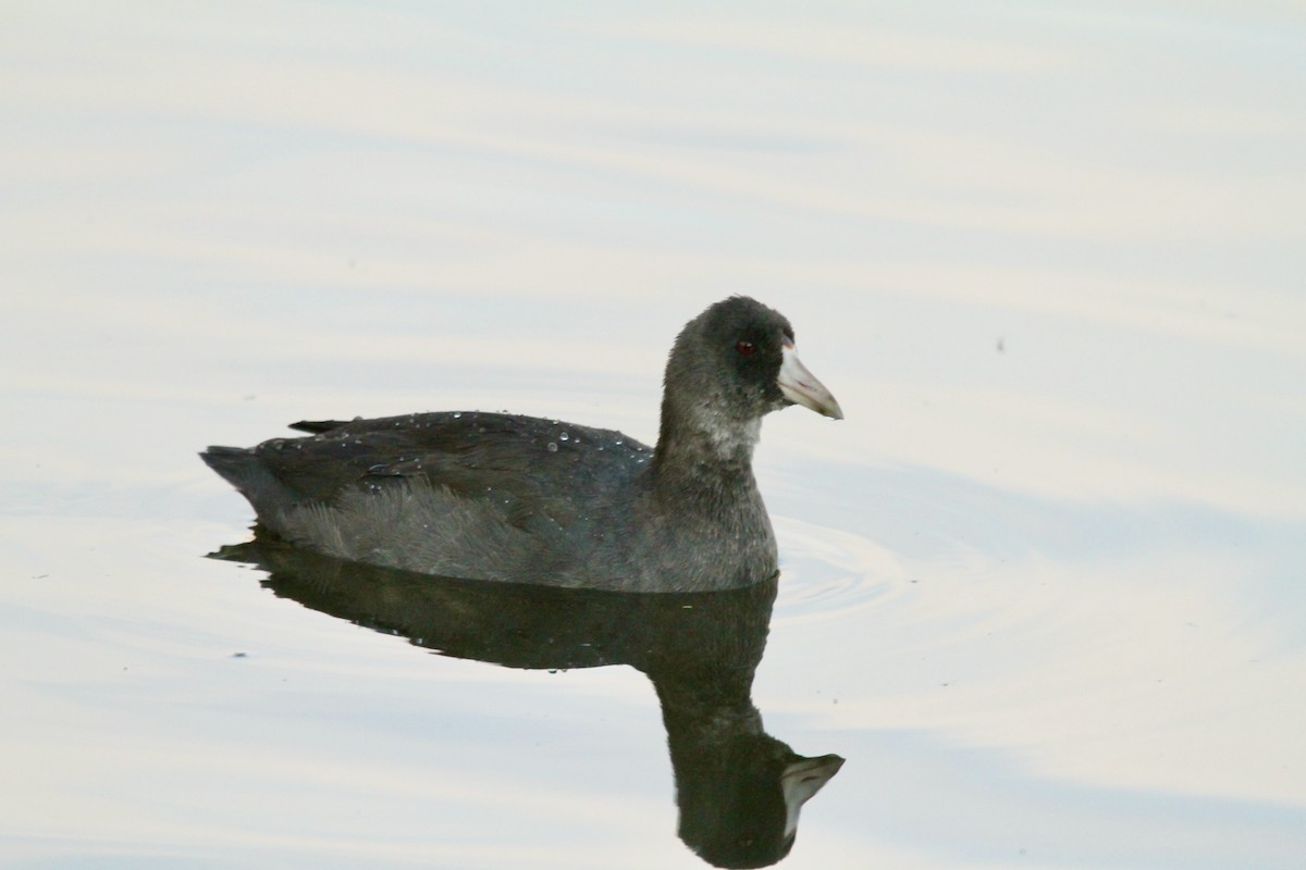 American Coot - ML623934736