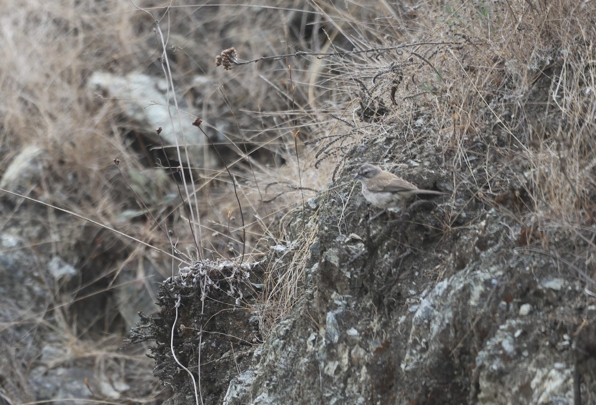 Black-throated Sparrow - Keith Maley