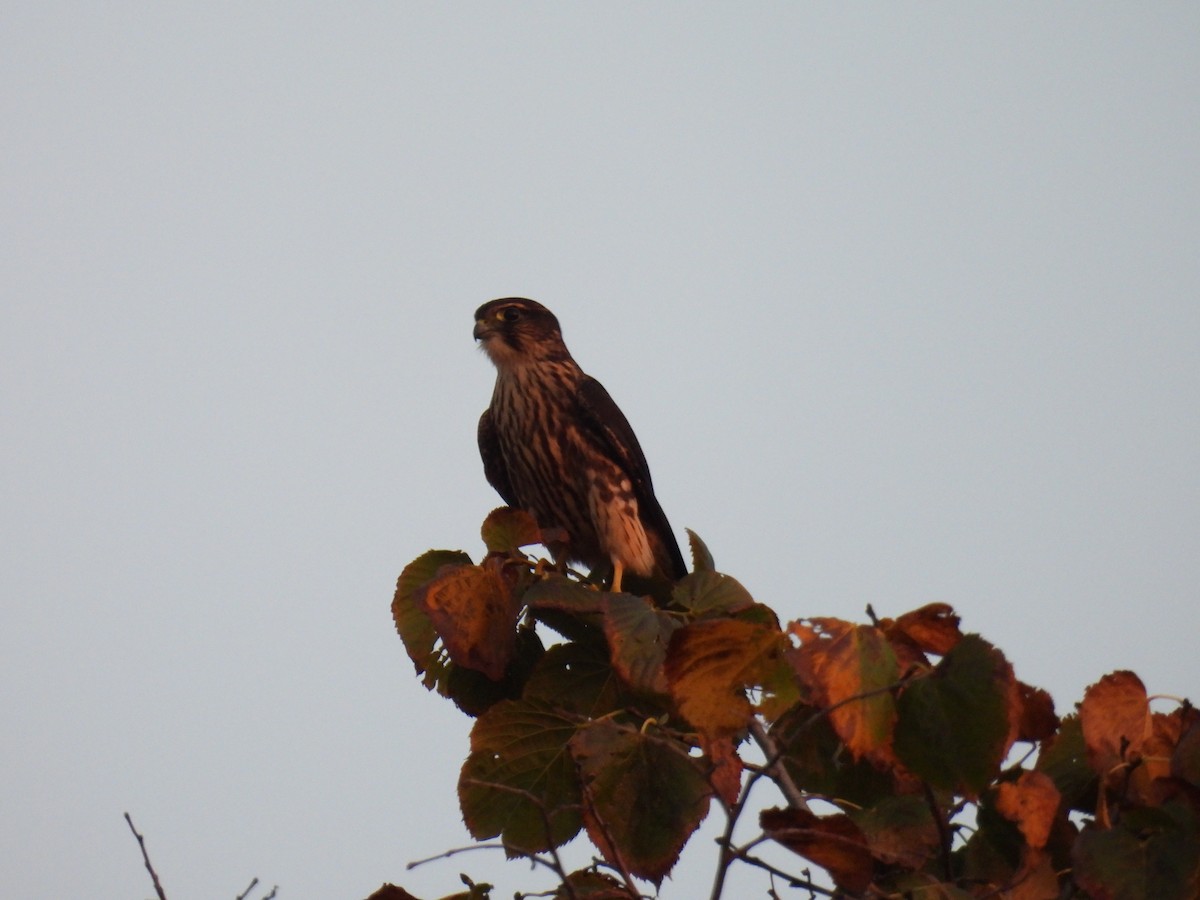 Faucon émerillon (columbarius) - ML623934757