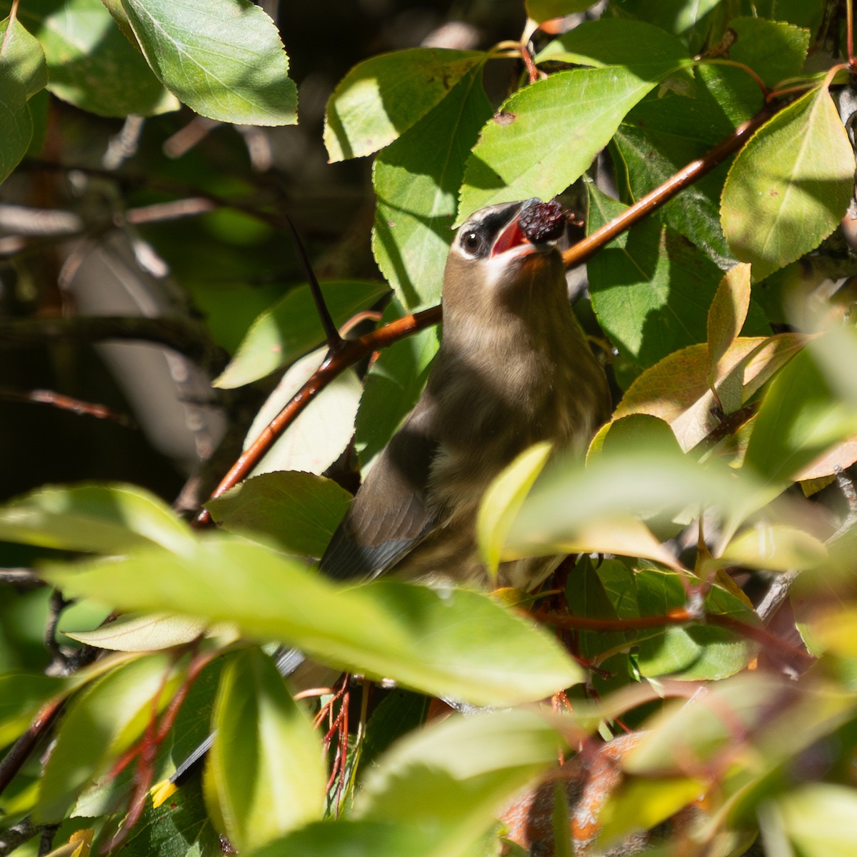 Cedar Waxwing - ML623934771