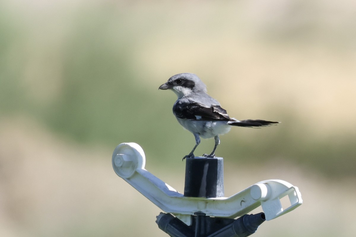 Loggerhead Shrike - ML623934781