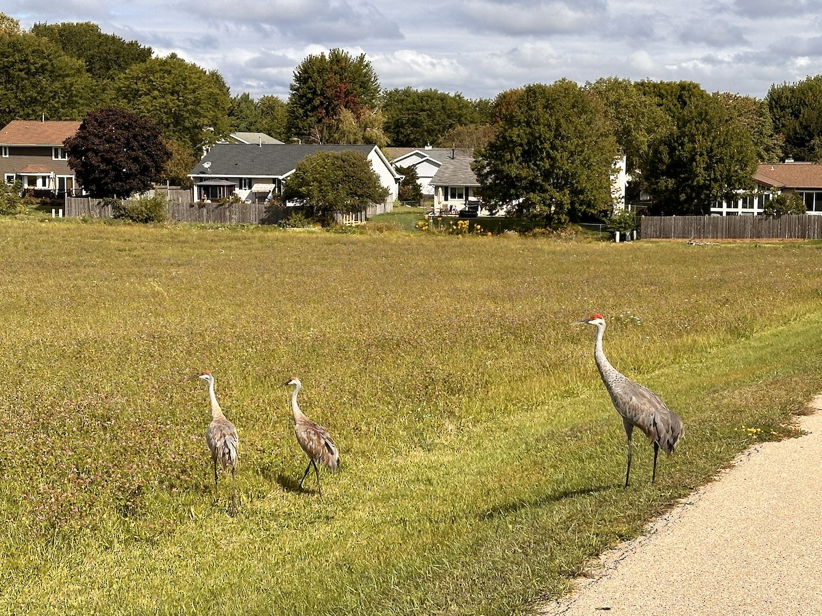 Sandhill Crane - ML623934790