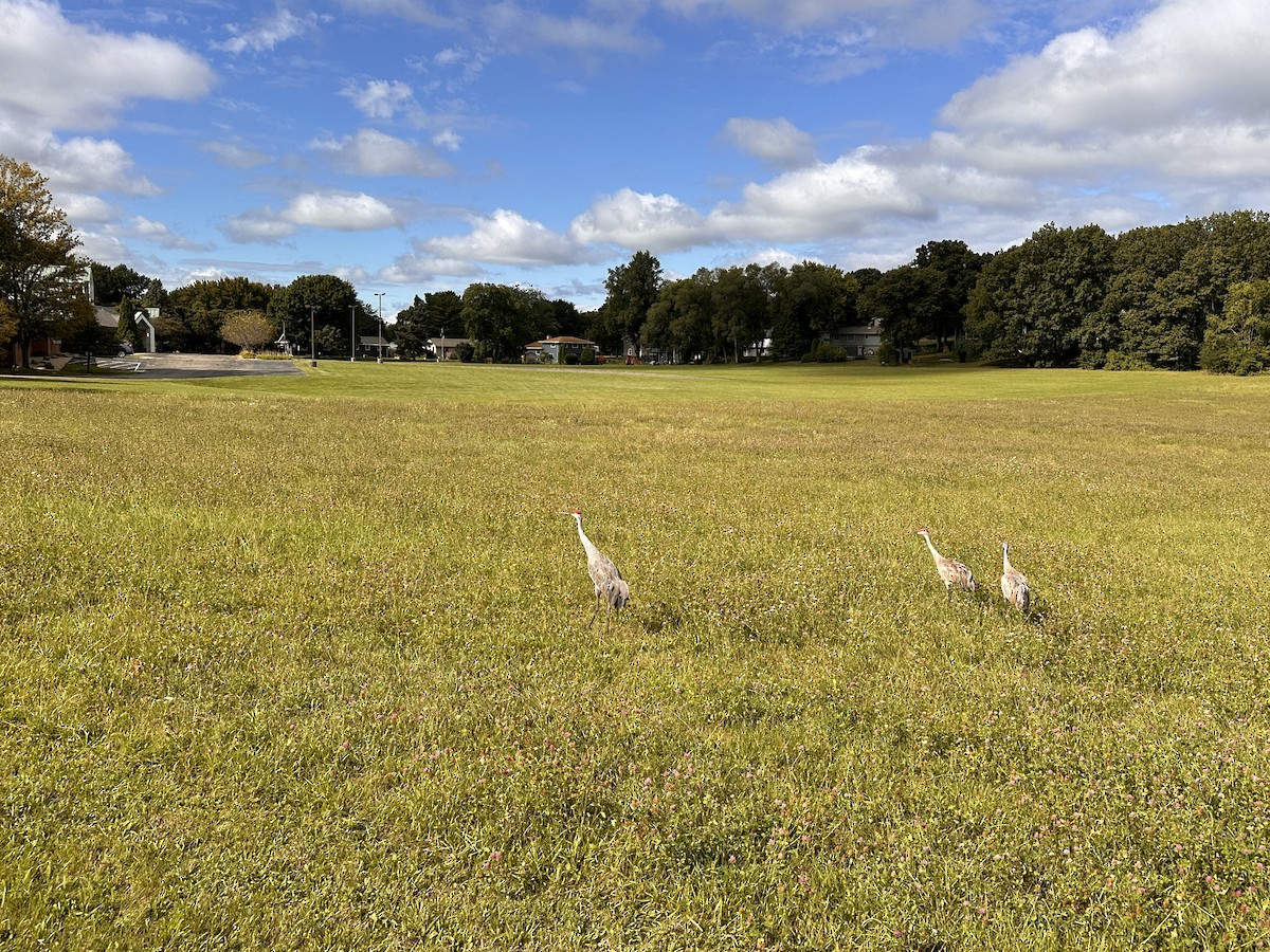 Sandhill Crane - ML623934791