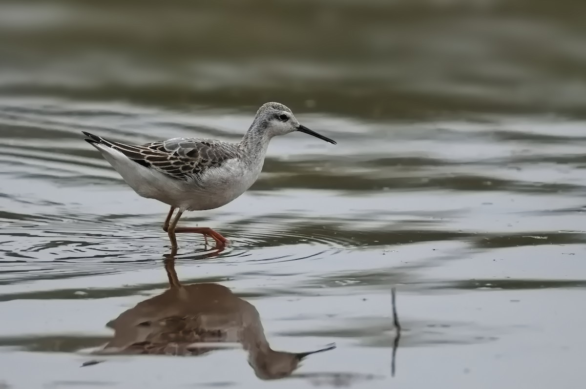 Wilson's Phalarope - ML623934802