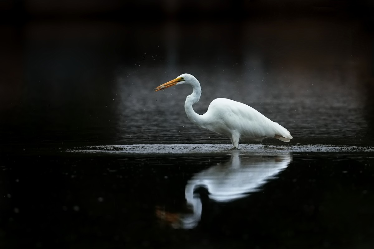 Great Egret - ML623934808