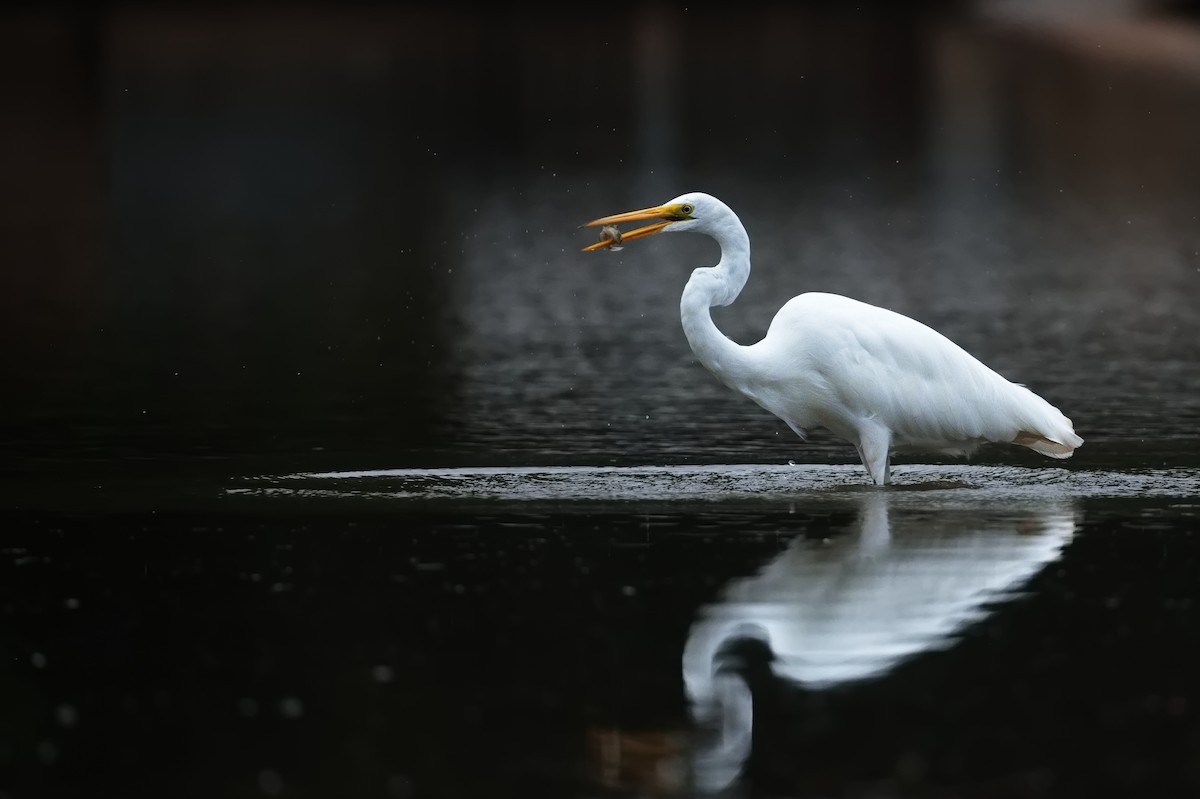 Great Egret - ML623934809