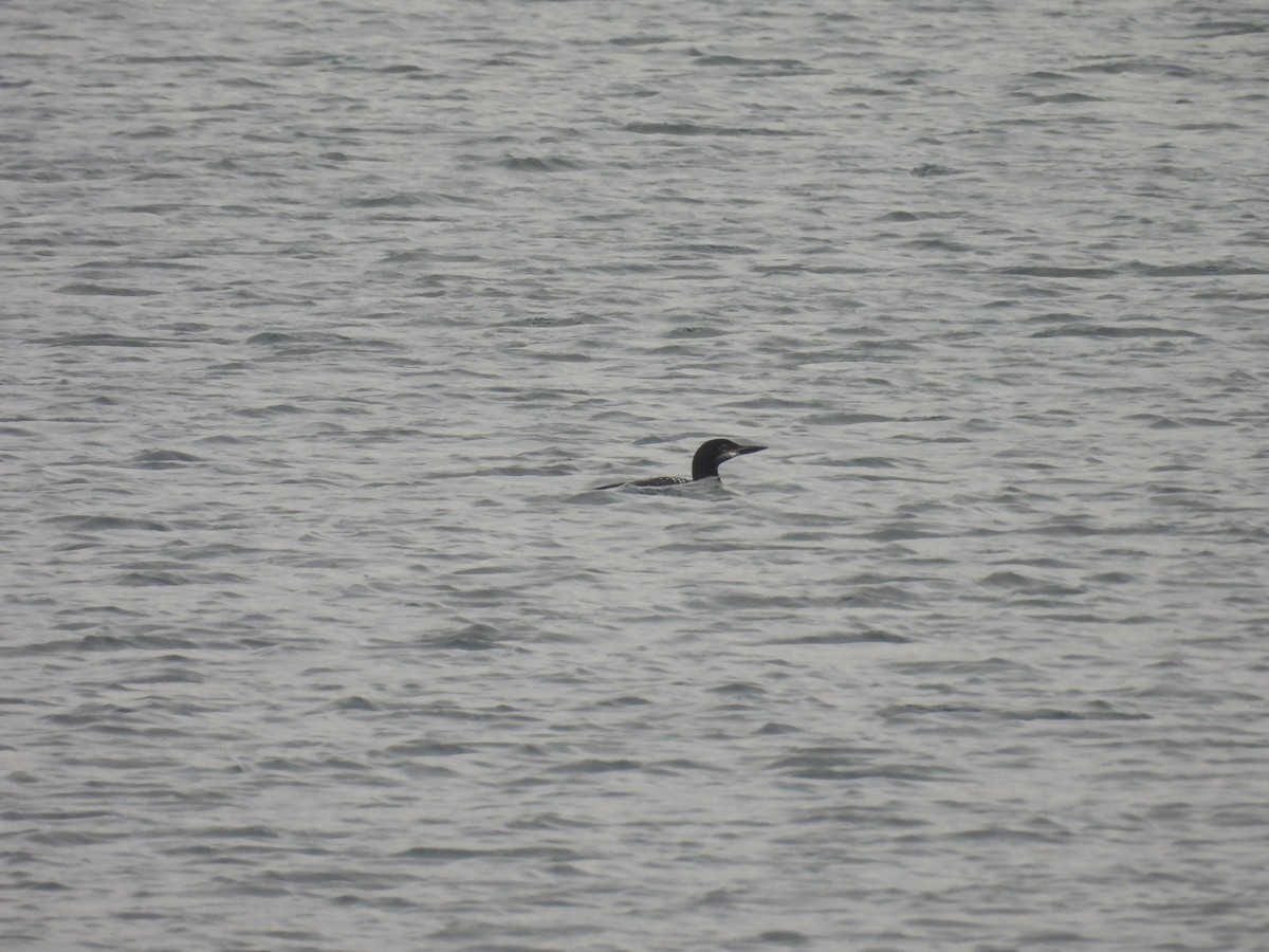 Common Loon - Aiden Saari