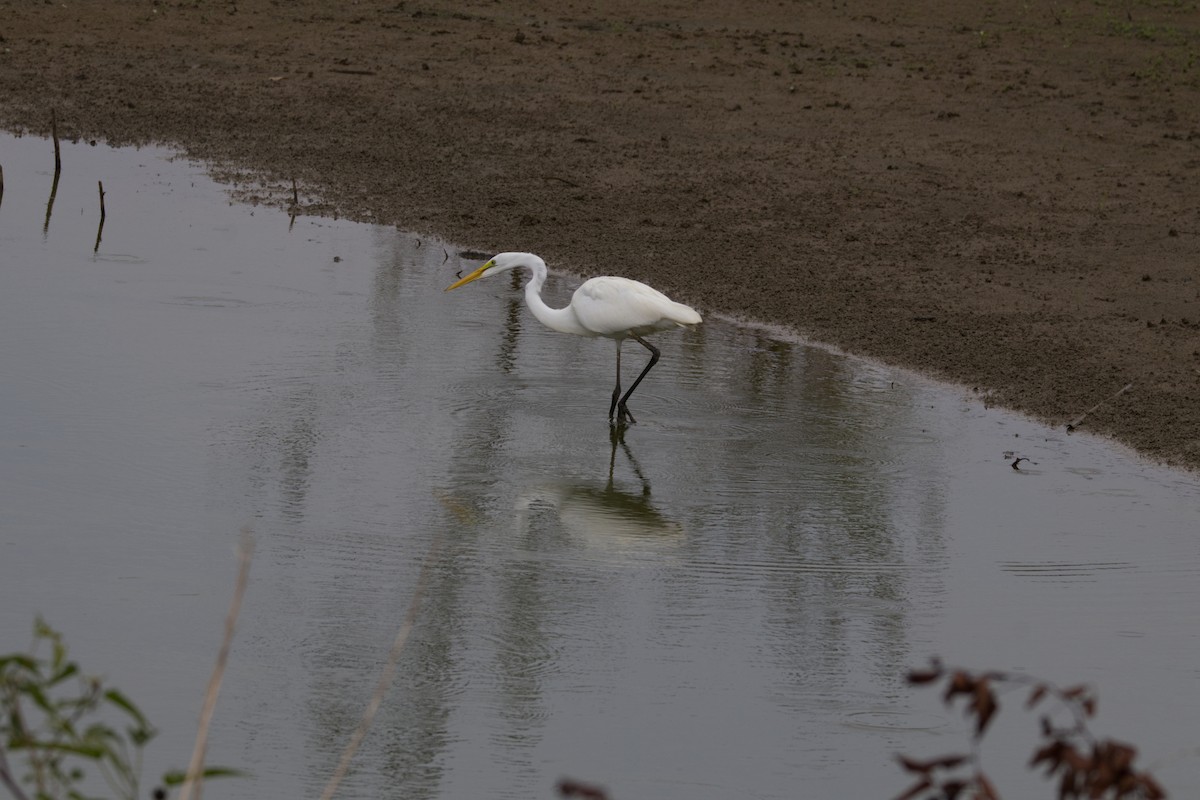 Great Egret - ML623934823