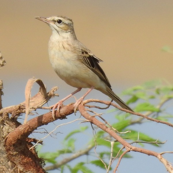 Tawny Pipit - ML623934853