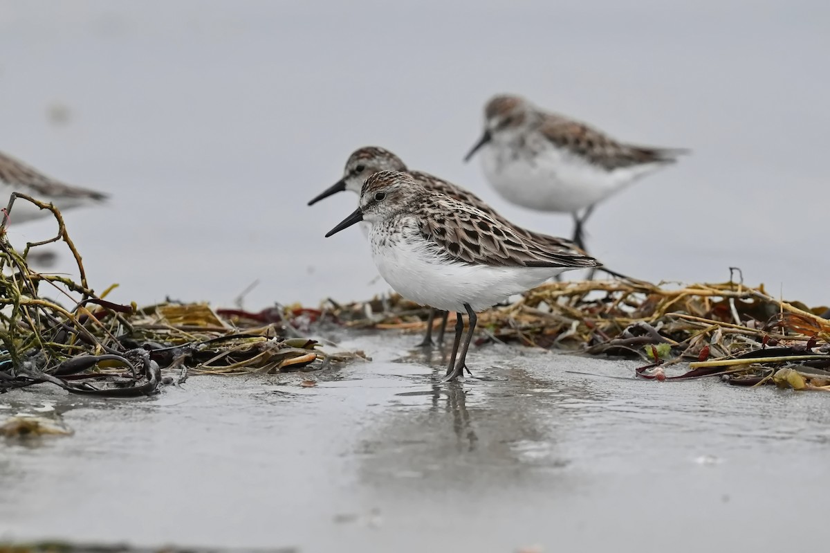 Semipalmated Sandpiper - ML623934864