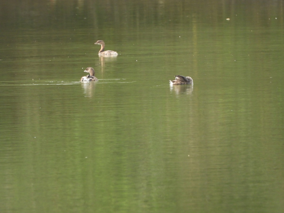 Pied-billed Grebe - ML623934865