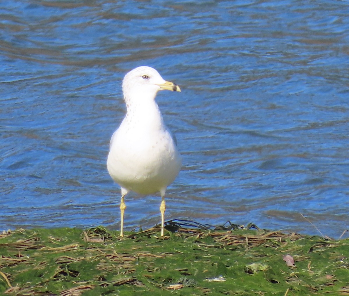 Ring-billed Gull - ML623934876