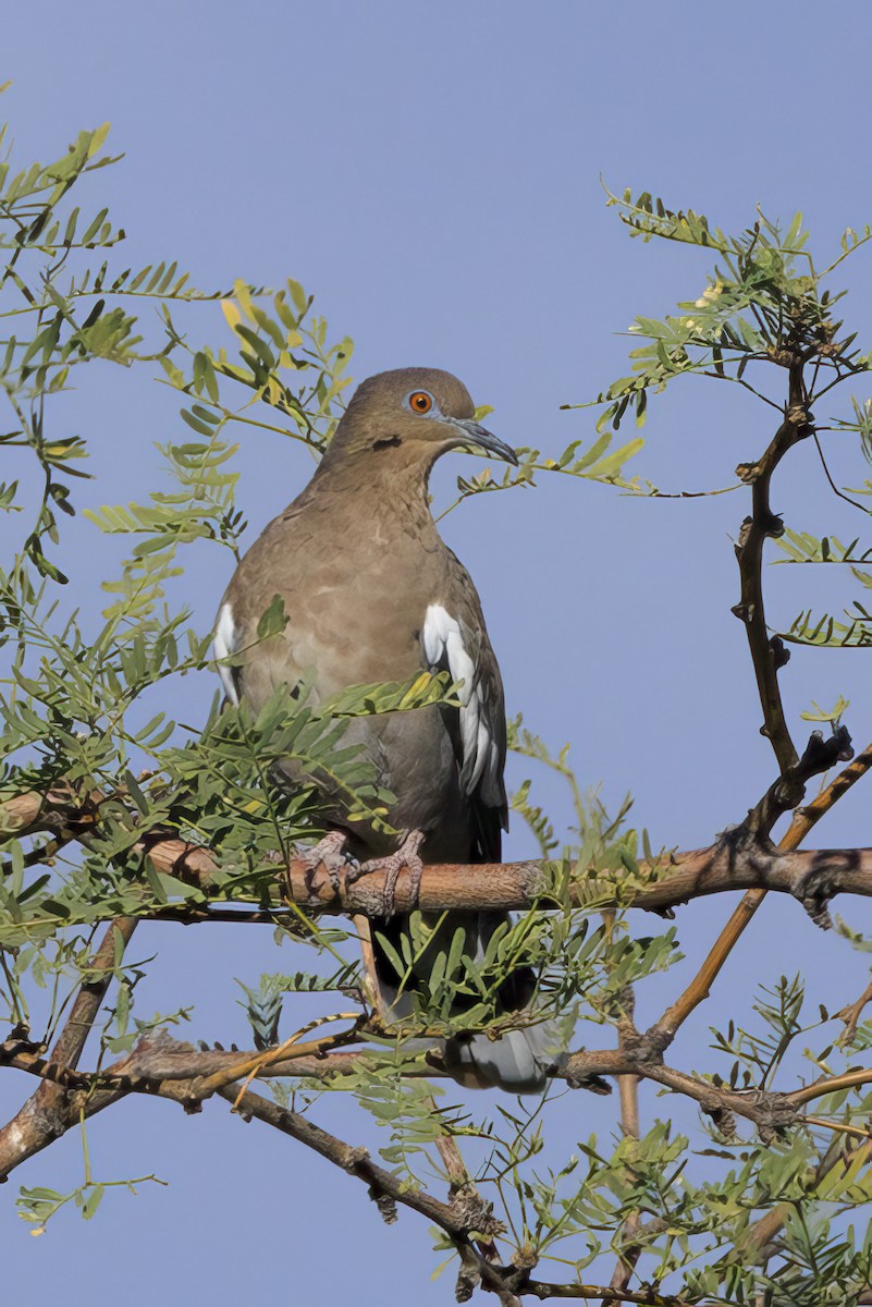 White-winged Dove - ML623934884