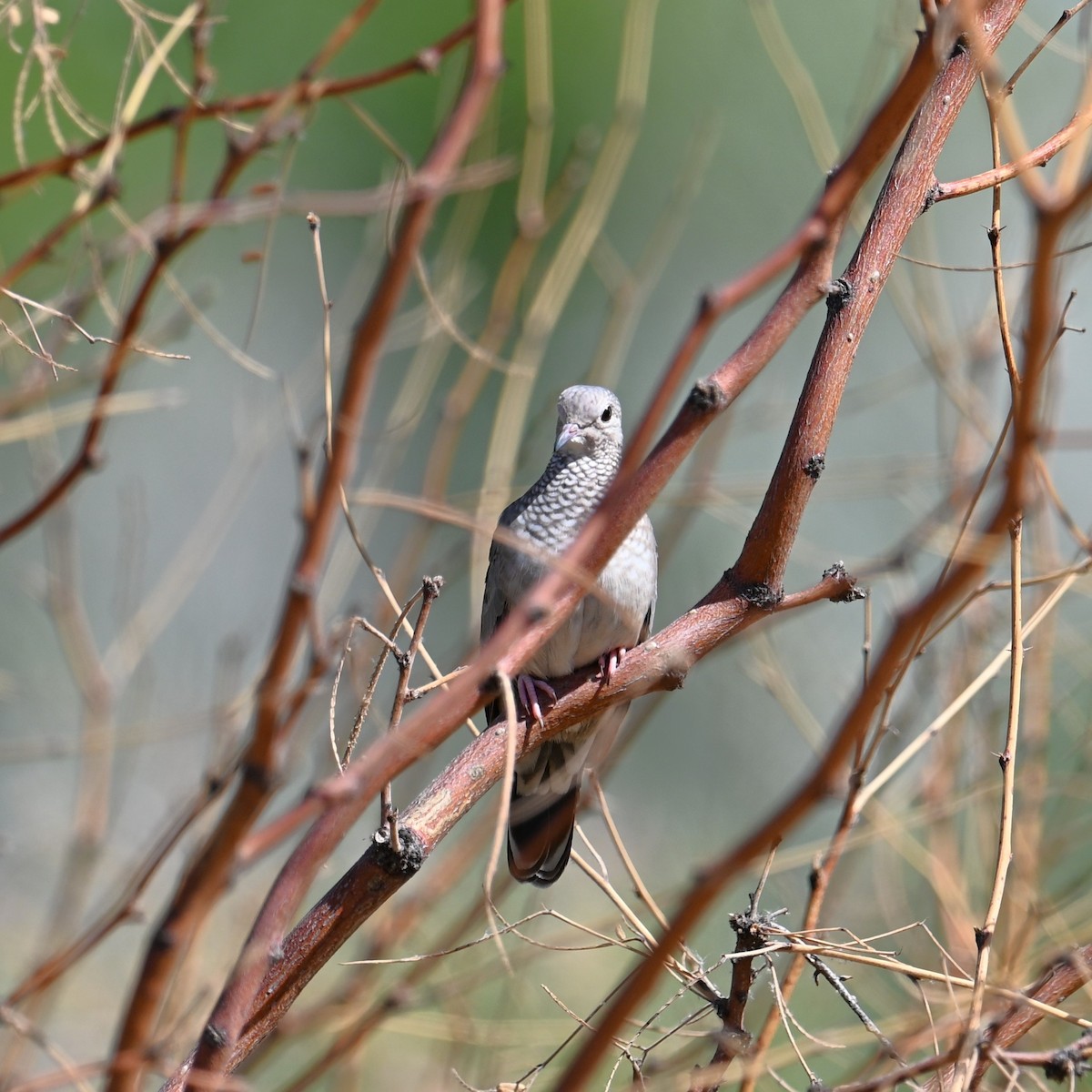 Common Ground Dove - ML623934892