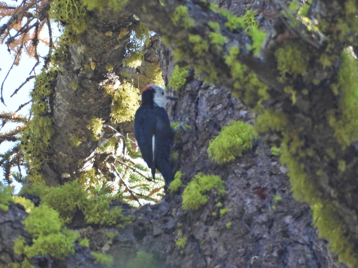 White-headed Woodpecker - ML623934899