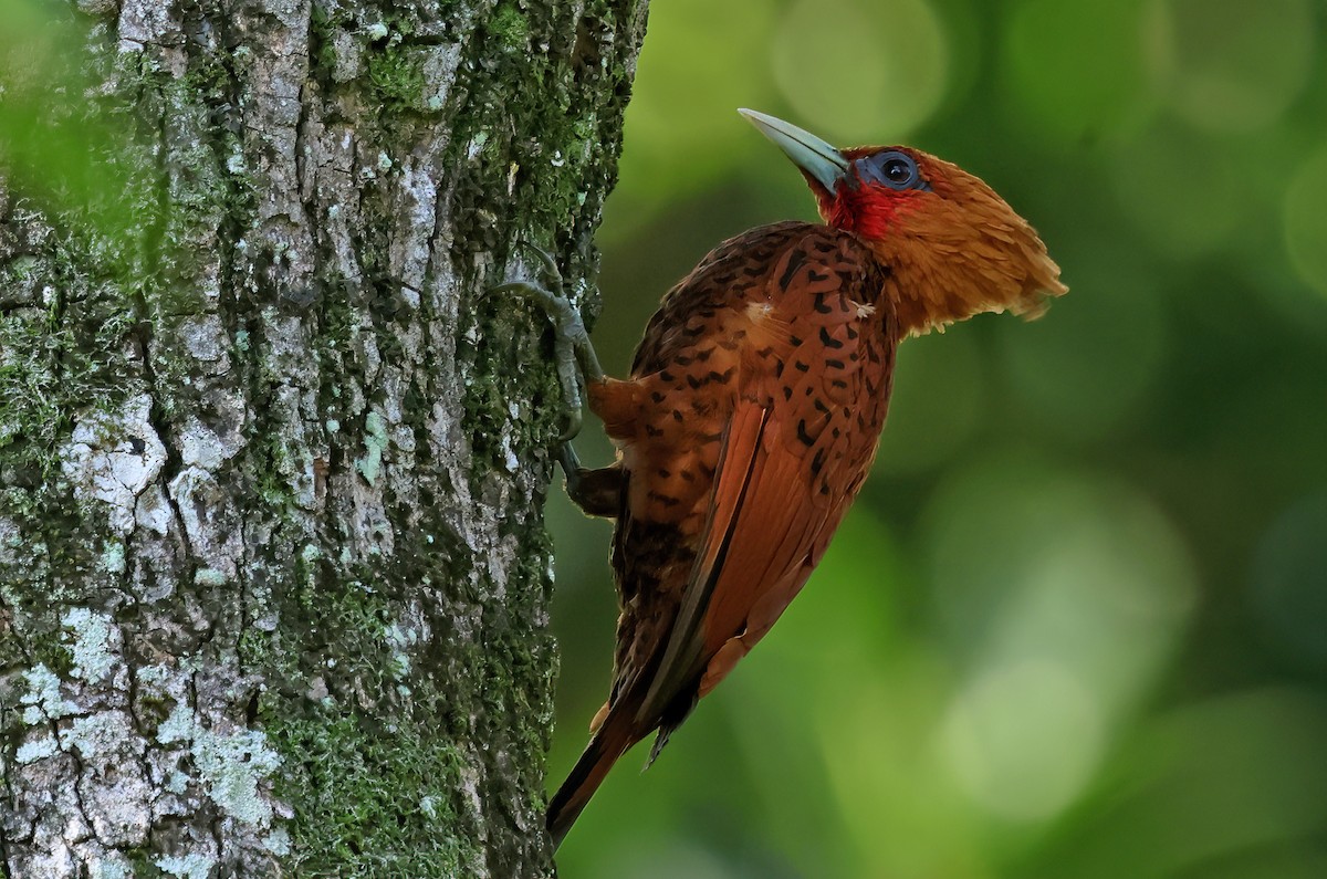 Chestnut-colored Woodpecker - ML623934908