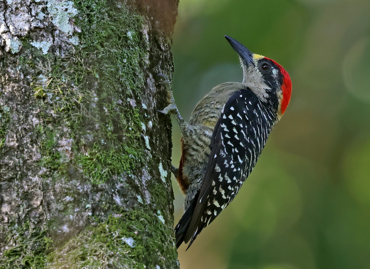 Black-cheeked Woodpecker - ML623934920