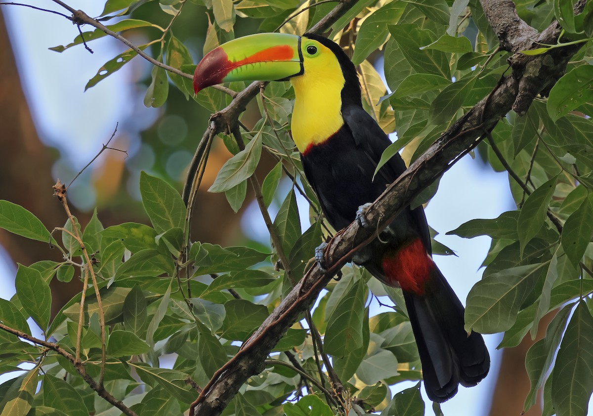 Keel-billed Toucan - ML623934927