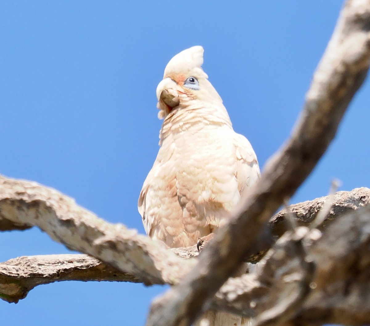 Western Corella - ML623934930