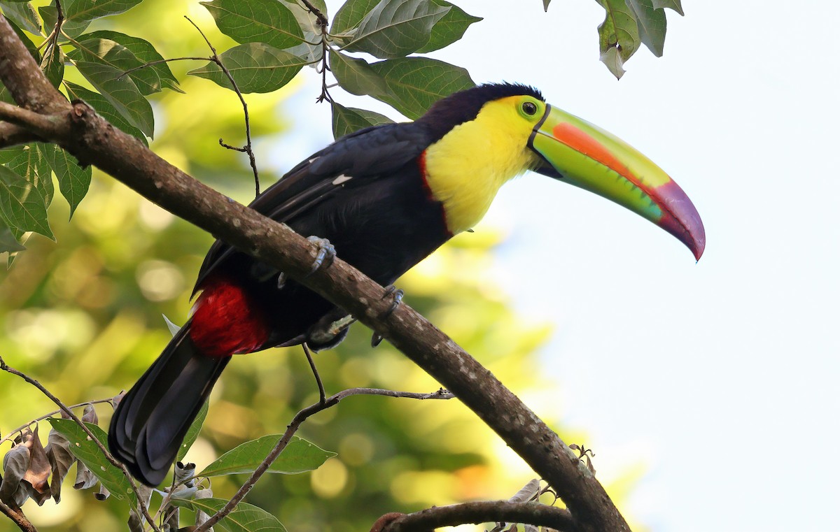 Keel-billed Toucan - ML623934931