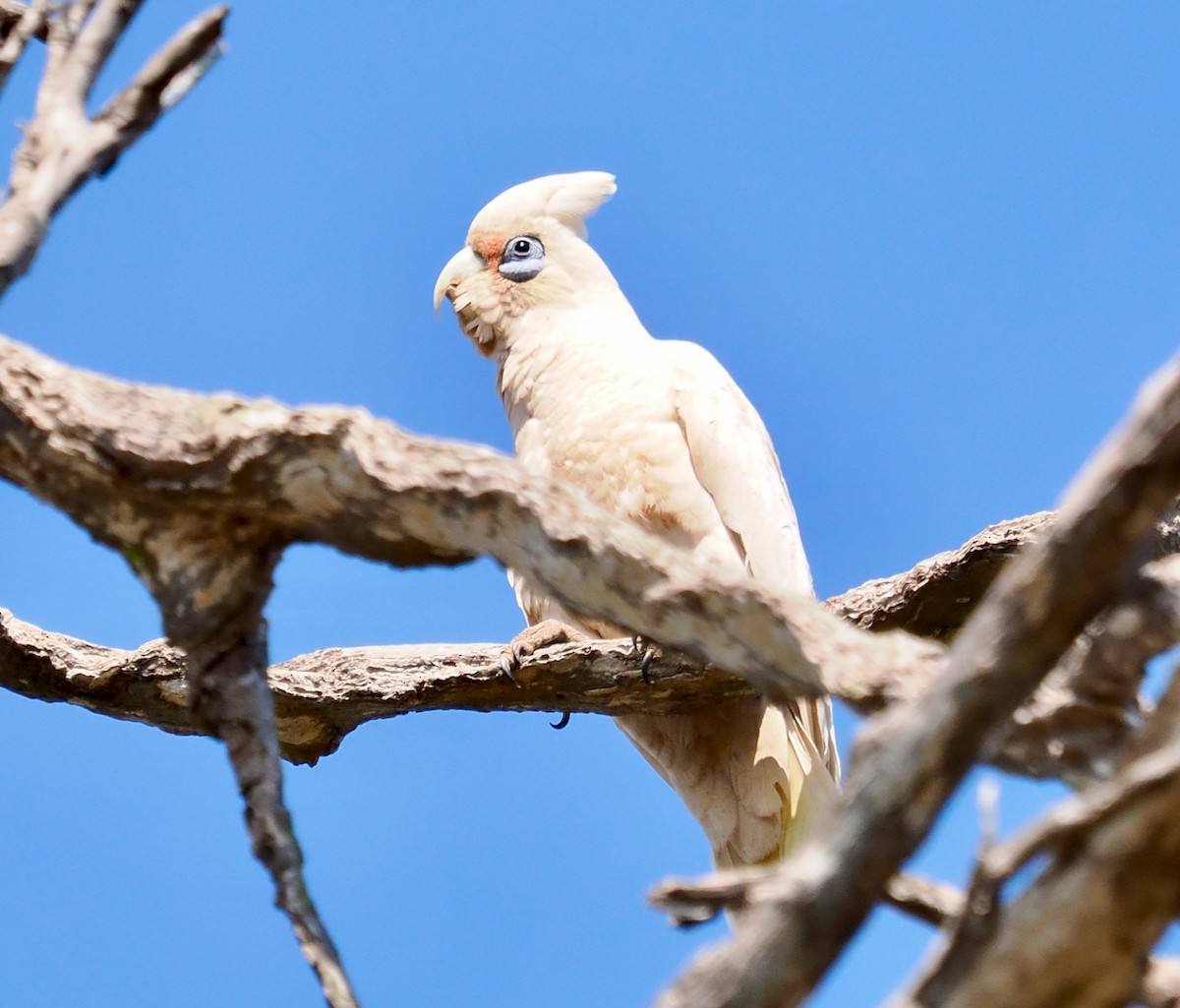 Western Corella - ML623934934