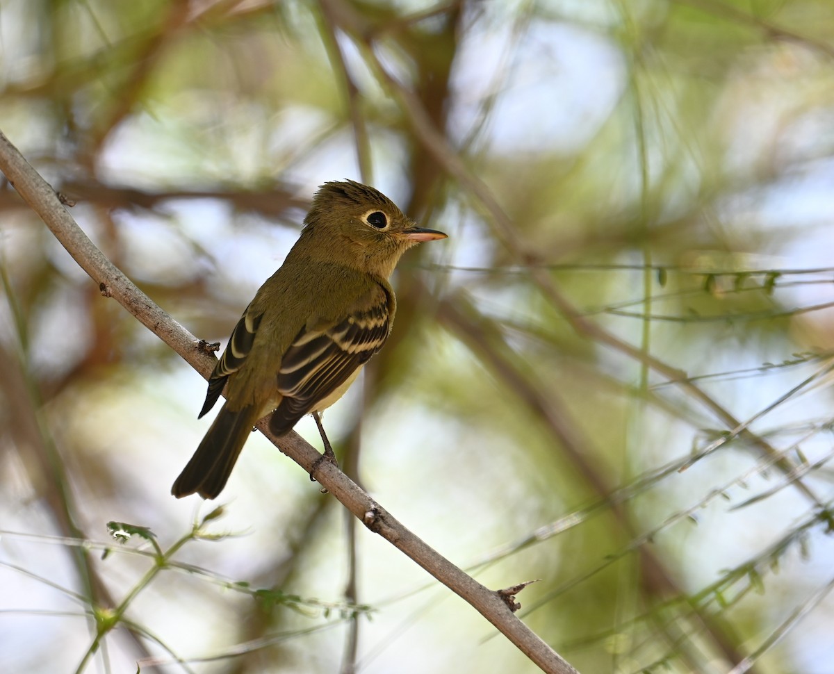 Western Flycatcher (Pacific-slope) - ML623934936