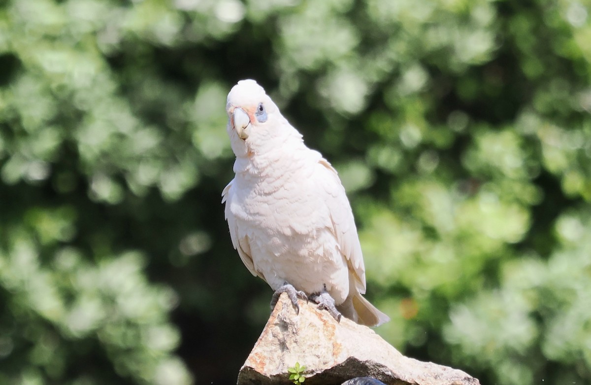 Little Corella - ML623934956