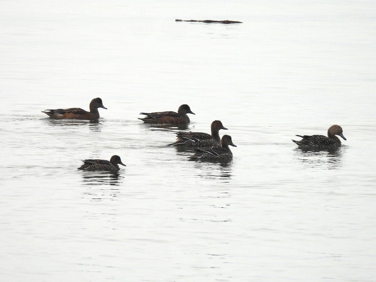 Northern Pintail - ML623934957