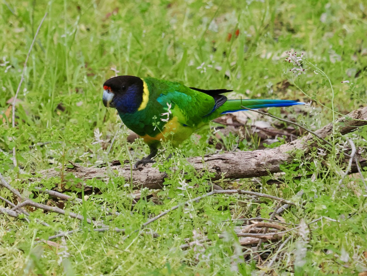 Australian Ringneck - ML623934960