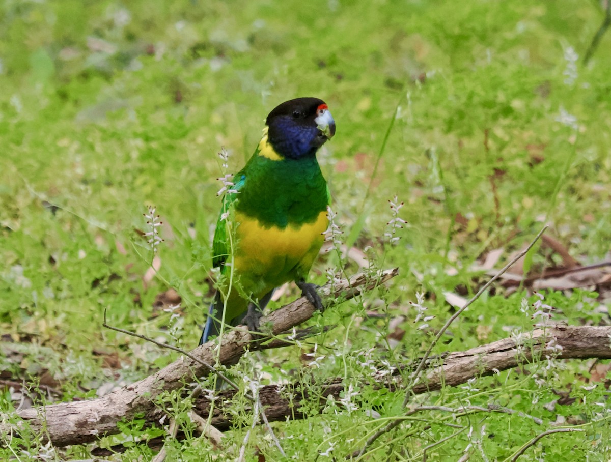 Australian Ringneck - ML623934961